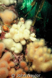 Soft corals (dead mens fingers) St.Abbs.marine reserve.Sc... by John Naylor 